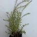 Sadnice - žbunaste vrste: LONICERA NITIDA - sarenolisna - Lemon beauty , slika1